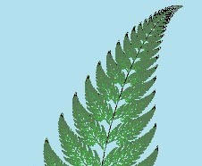 Fern pattern